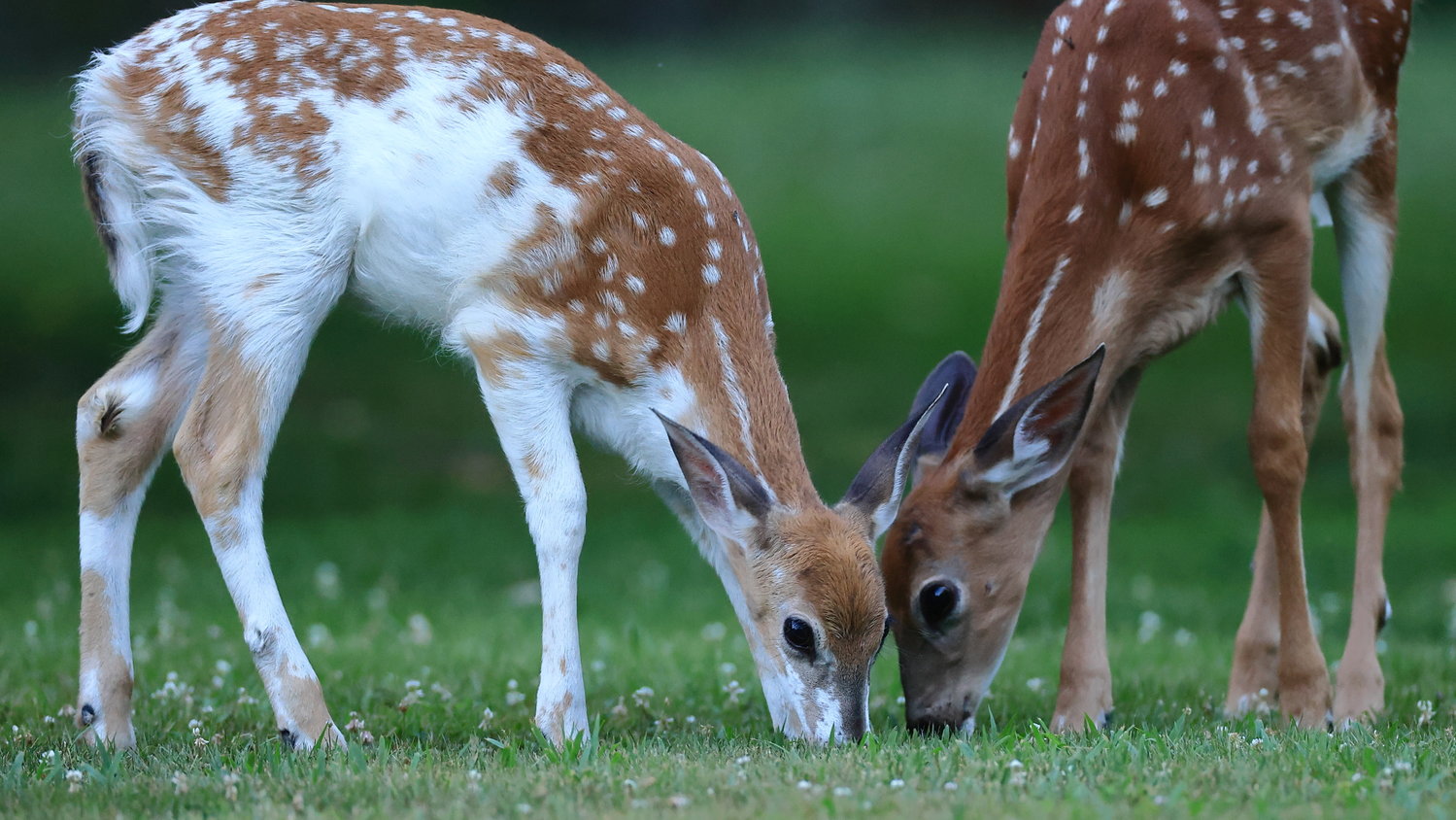 These adorable twin fawns, one of which is affected by leucism and is partially white, posed for me in the Narrowsburg, NY area recently.....